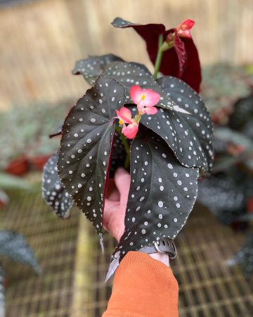 Begonia Care And 11 Growing Tips Plantcarefully