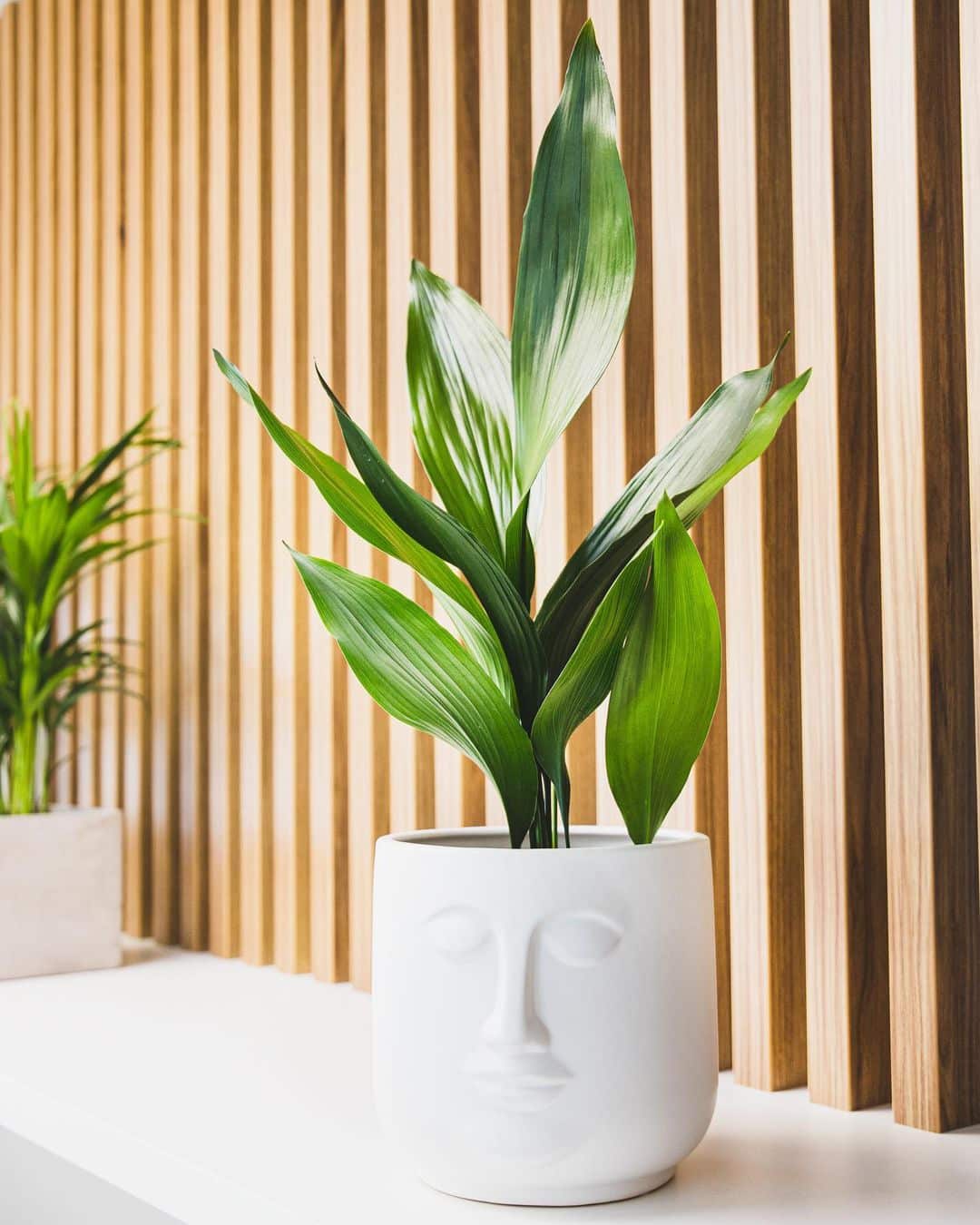 Aspidistra Elatior Care And Growing Guide Plantcarefully