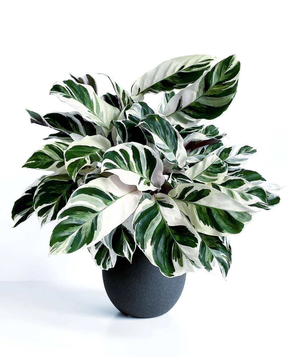 Growing White Fusion Calathea Care Tips Plantcarefully