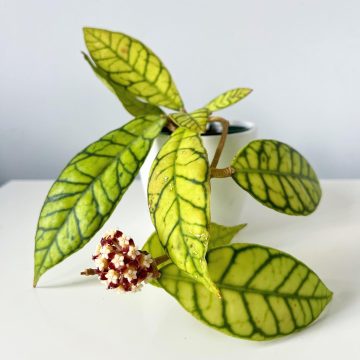 Hoya Callistophylla Care And Growing Guide Plantcarefully