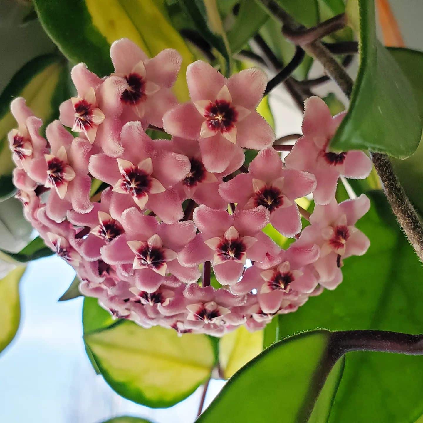 Hoya Krimson Princess Care And Growing Guide Plantcarefully