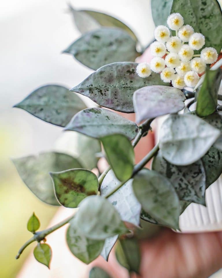 Hoya Krohniana Care And Growing Guide Plantcarefully