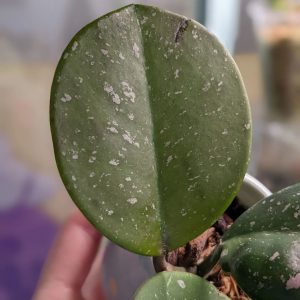 How To Grow Hoya Obovata Indoors Plantcarefully