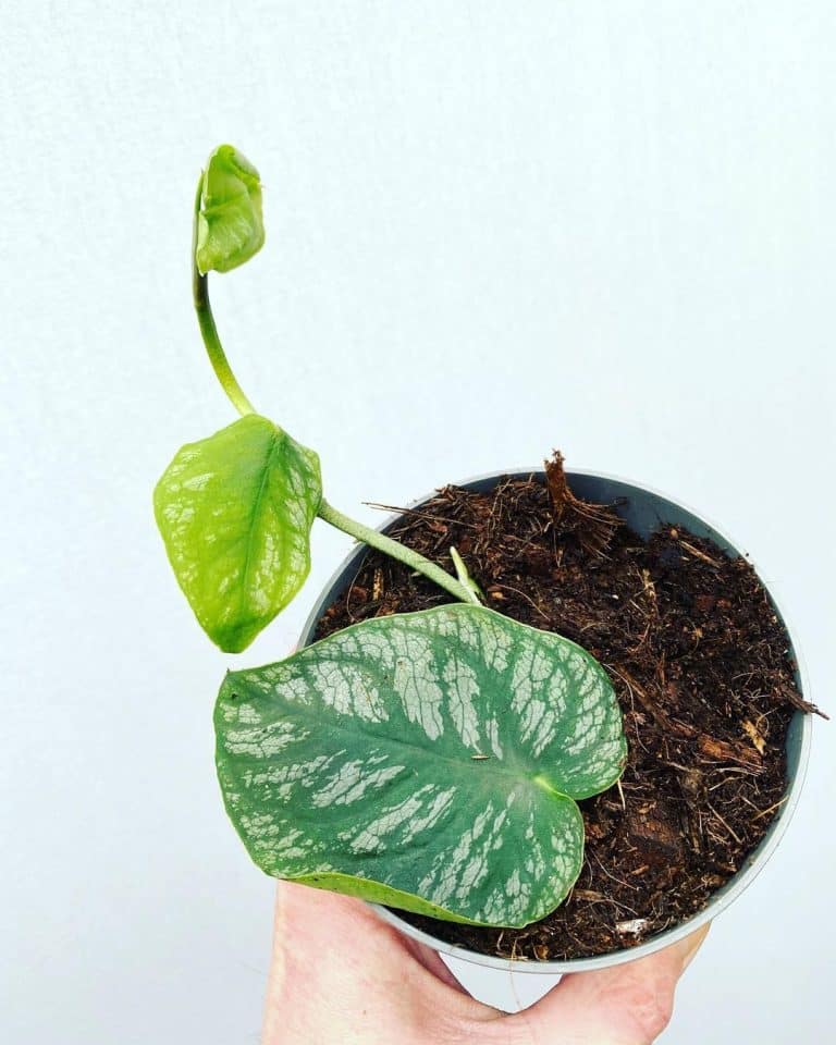 Monstera Dubia Care And Growing Guide Plantcarefully