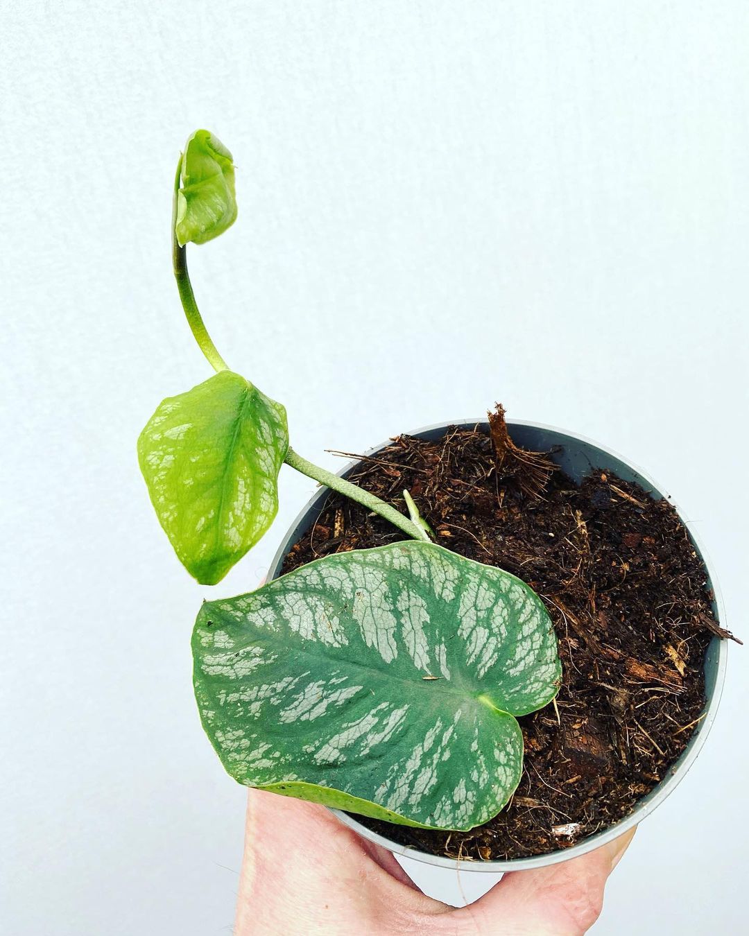 Monstera Dubia Care And Growing Guide Plantcarefully