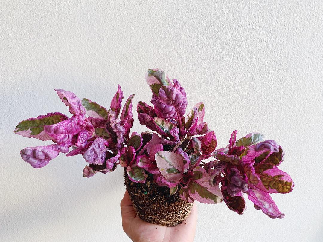 Purple Waffle Plant Care And Growing Guide Plantcarefully