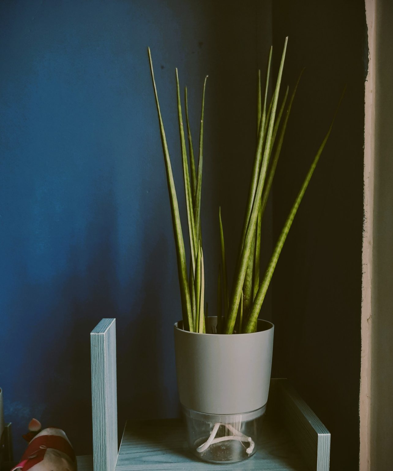 Growing Snake Plants Dracaena Trifasciata Indoors Plantcarefully