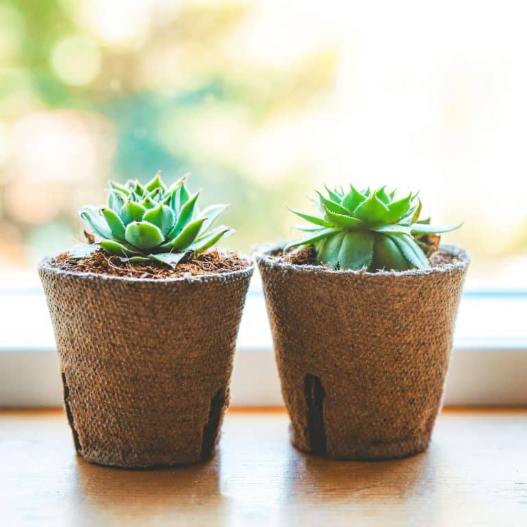 Caring For Succulents And Keeping Them Happy Plantcarefully