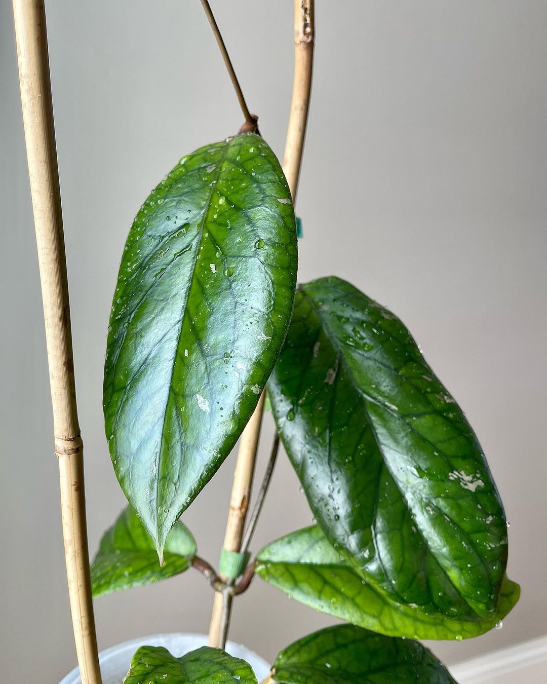 Hoya Carnosa Care Growing Wax Plants Plantcarefully