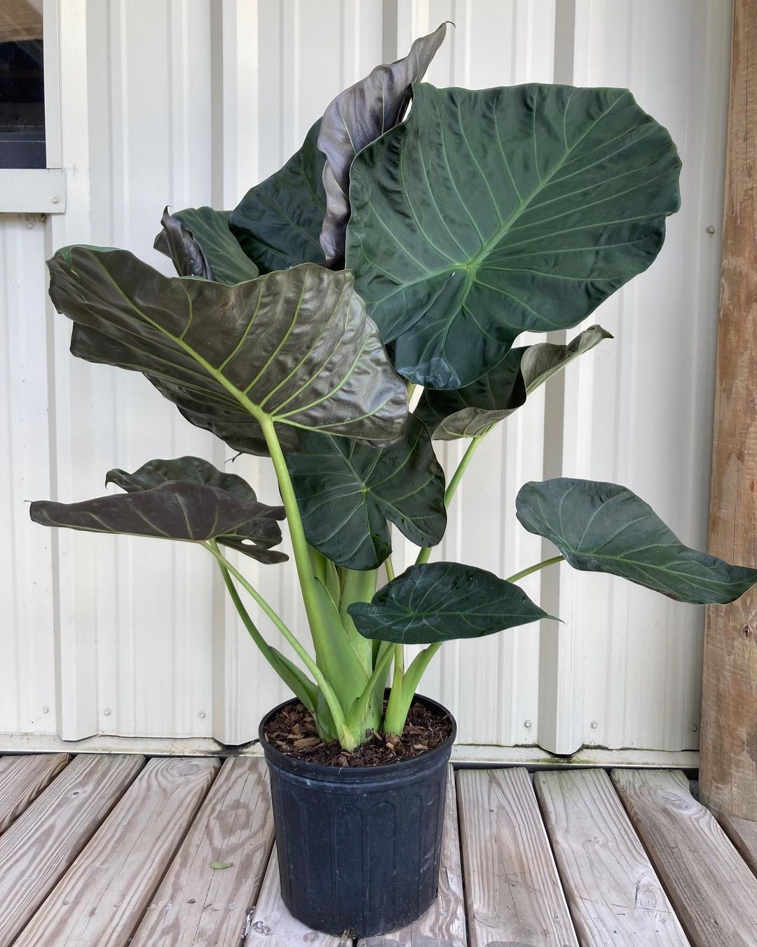 The Majestic Alocasia Regal Shield: A Tapestry Of Opulent Greens And Silvery Shimmer