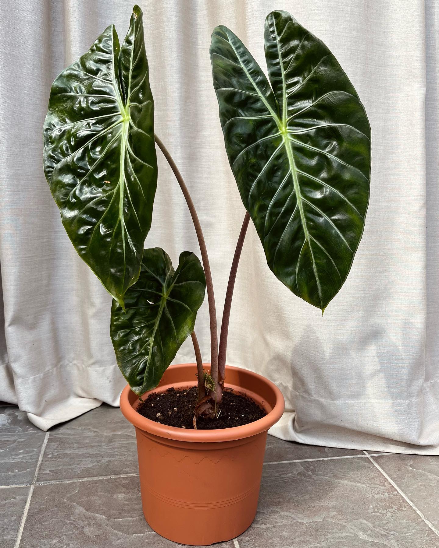 Caring For Alocasia Amazonica + Propagation Tips! | Plantcarefully