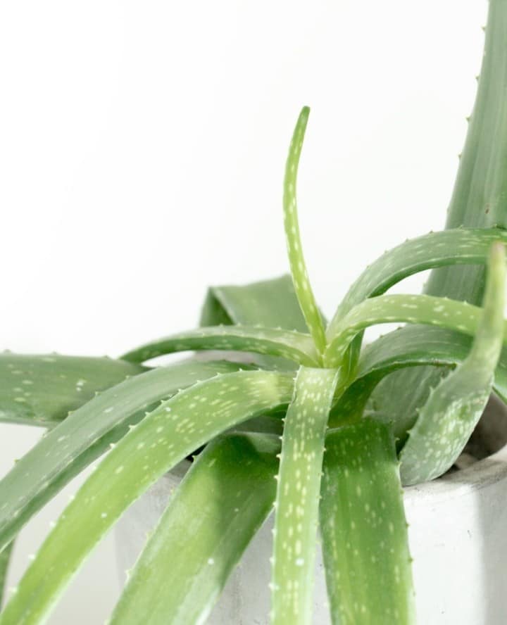 Aloe Vera Care And Growing Guide Plantcarefully 4253