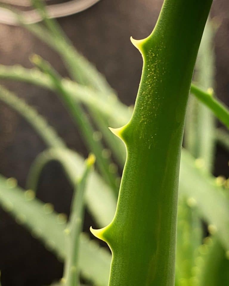 Aloe Vera Care And Growing Guide Plantcarefully