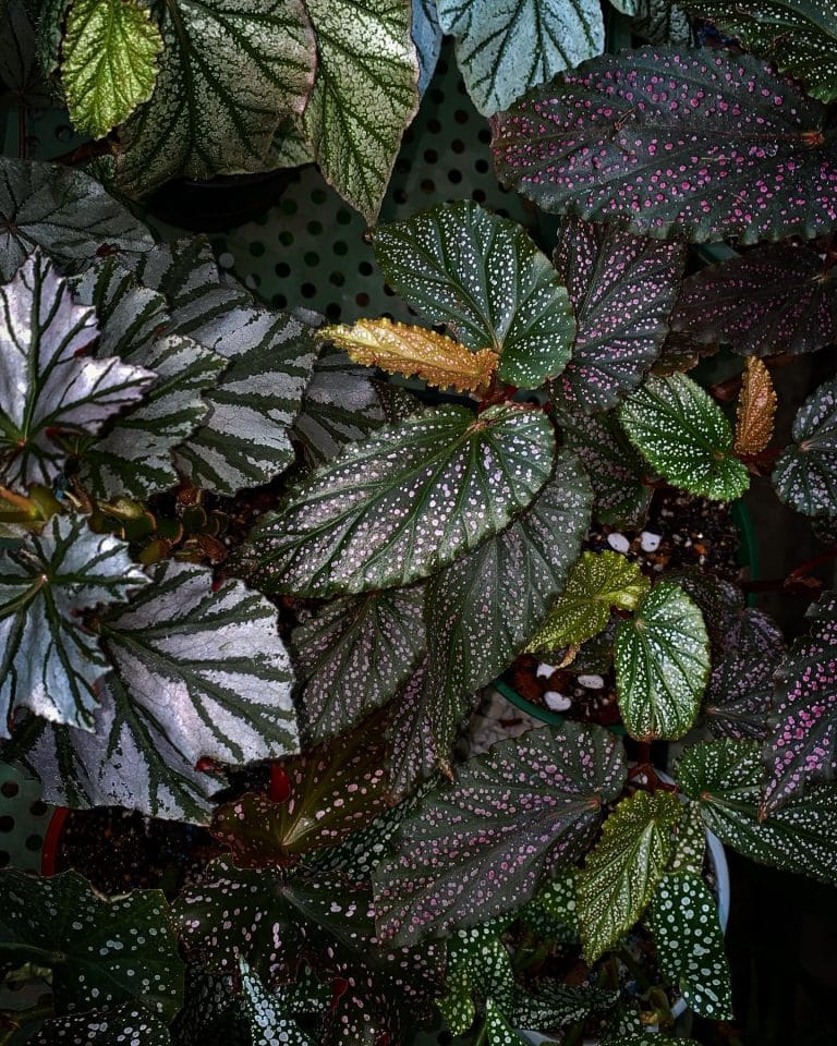 Angel Wing Begonia: Plant Care & How to Grow | Plantcarefully