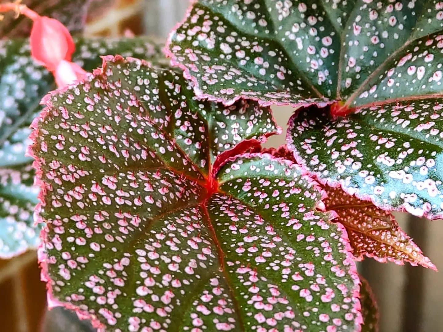 Angel Wing Begonia Plant Care & How to Grow Plantcarefully