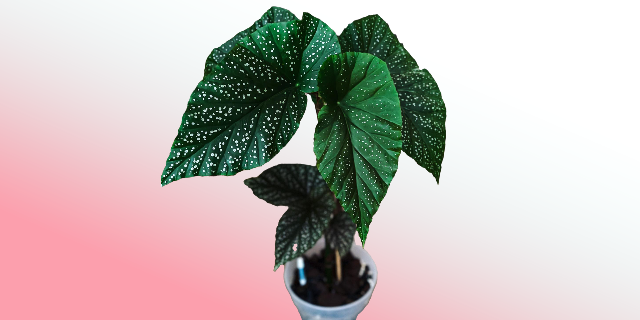 angel-wing-begonia-plant-care-how-to-grow-plantcarefully