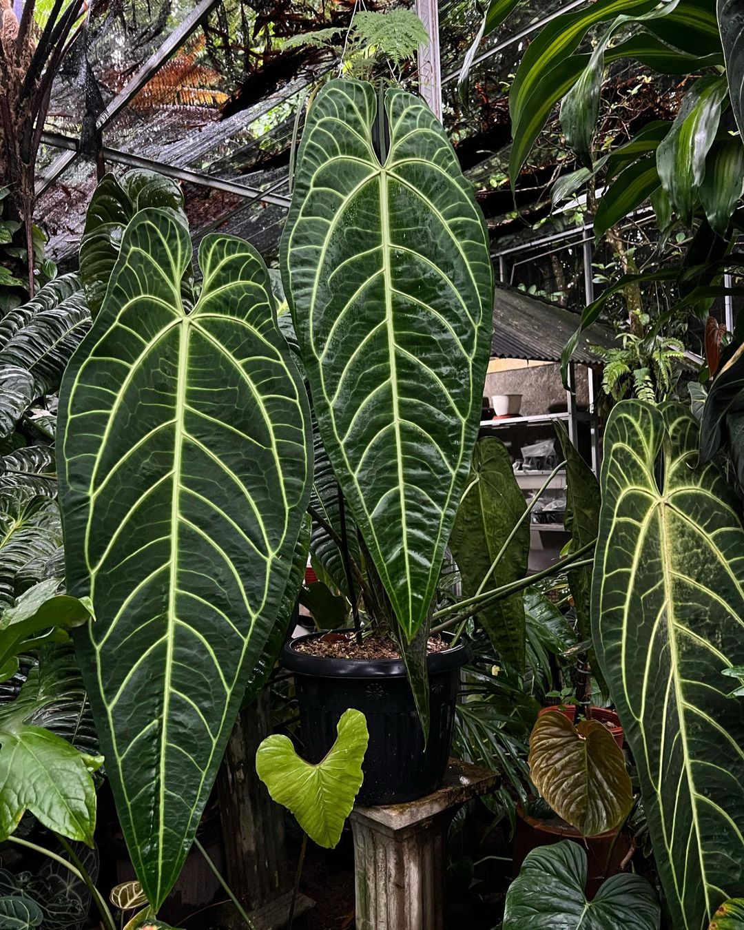 Queen Anthurium Warocqueanum: Care and Growing Guide | Plantcarefully