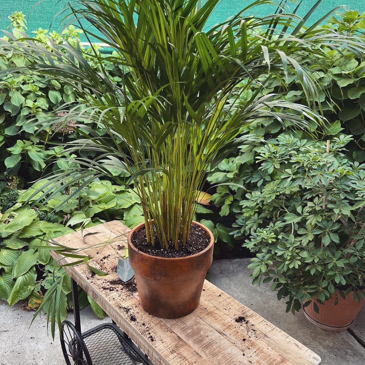 Areca Palm: Plant Care and Indoor Growing Guide | Plantcarefully