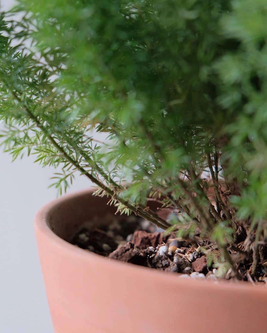 Growing Asparagus Fern Complete Care Guide! Plantcarefully