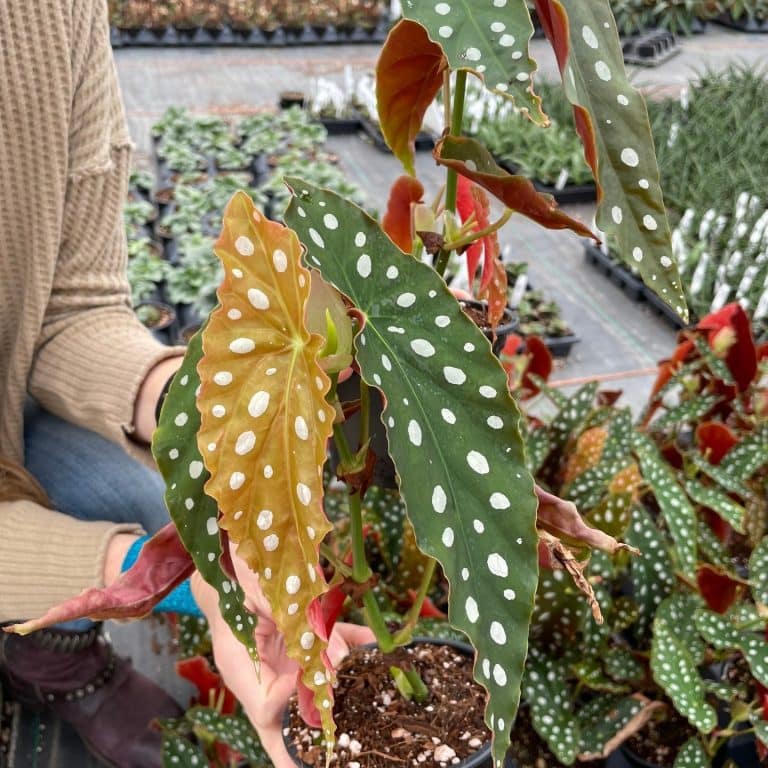 Begonia Maculata: Care and 13+ Tips | Plantcarefully