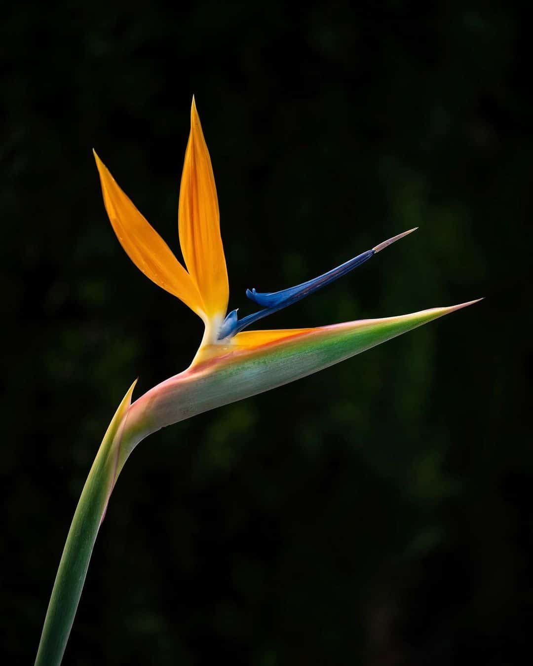 Bird Of Paradise Care And Growing Guide 