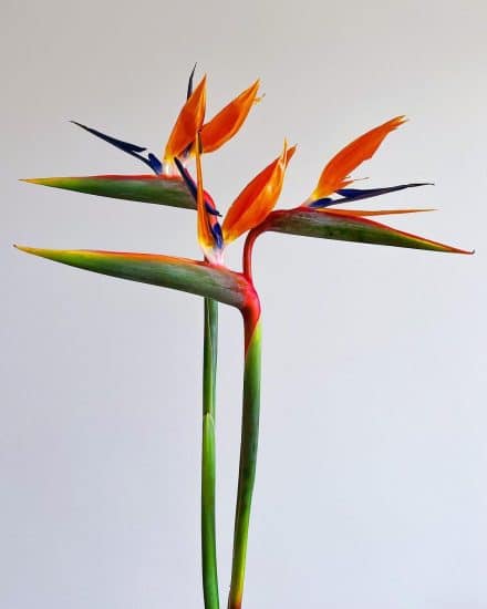 Bird of Paradise Care and Growing Guide | Plantcarefully