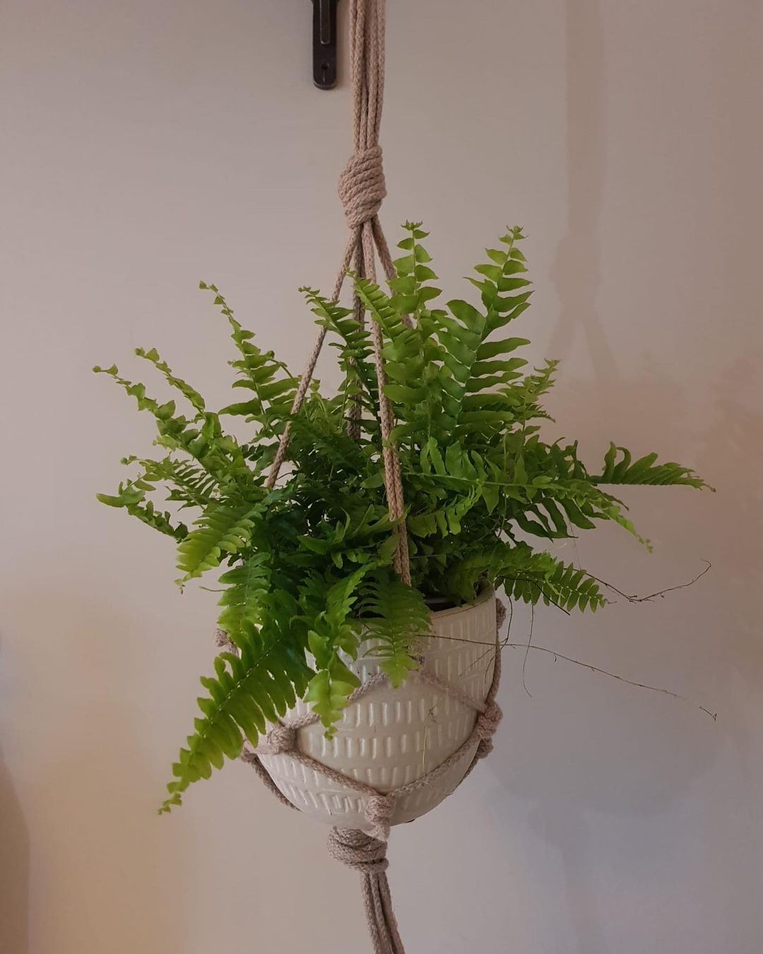 Growing Boston Ferns: Care Tips! | Plantcarefully