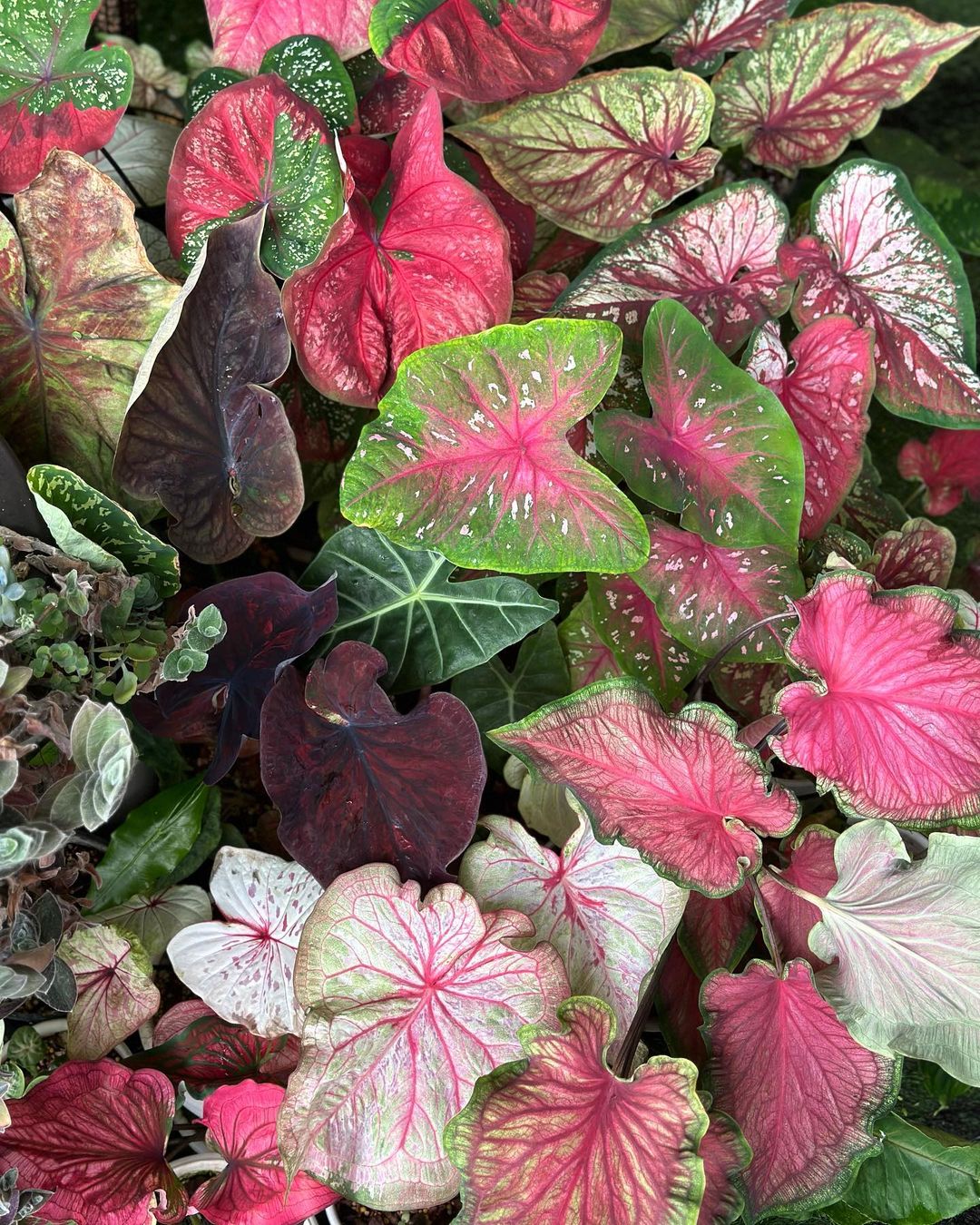 caladium-care-and-growing-tips-plantcarefully