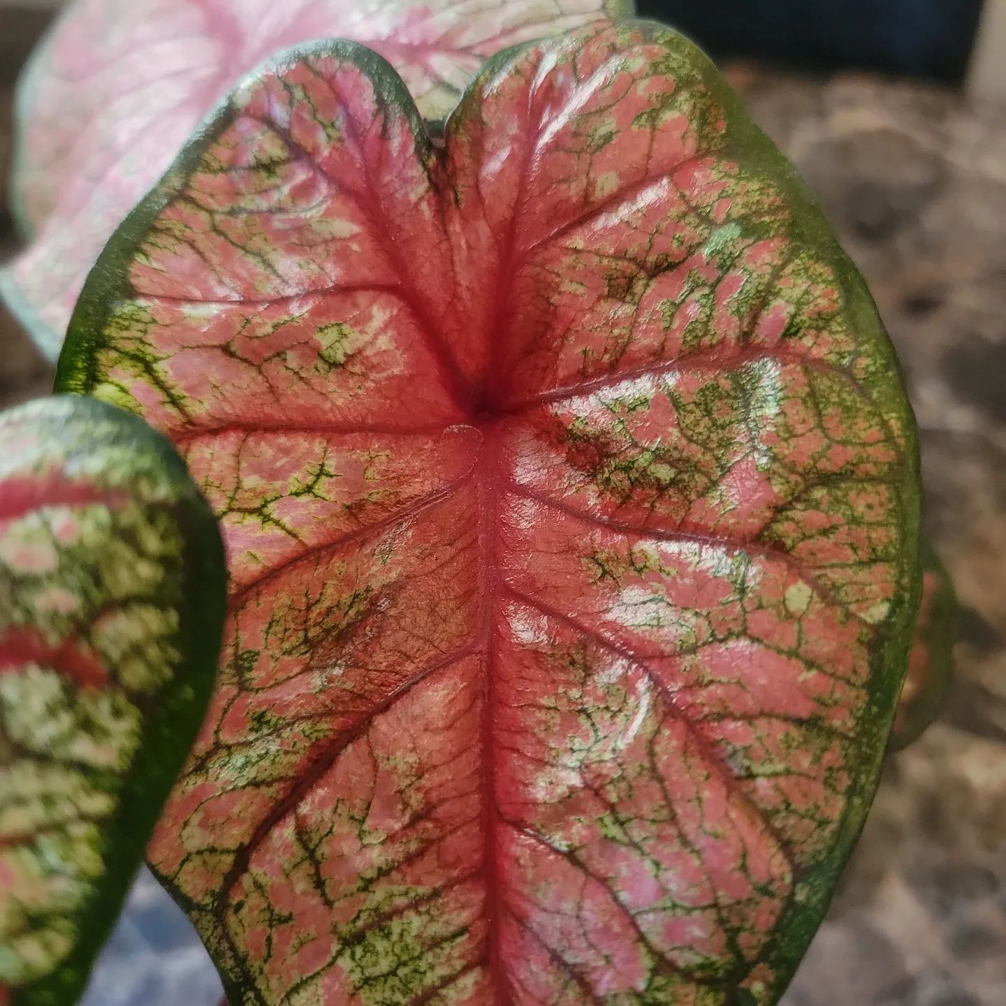 Caladium: Care and Growing Tips! | Plantcarefully