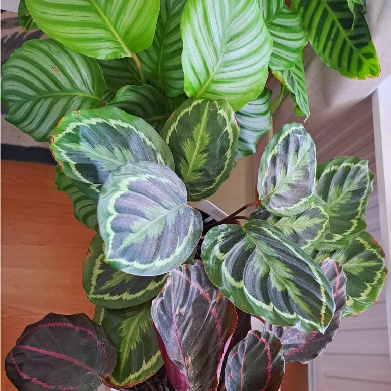 Calathea Medallion Care + Growing Tips | Plantcarefully