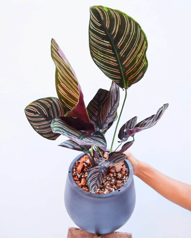 How To Care For A Calathea Plant Indoors Plantcarefully