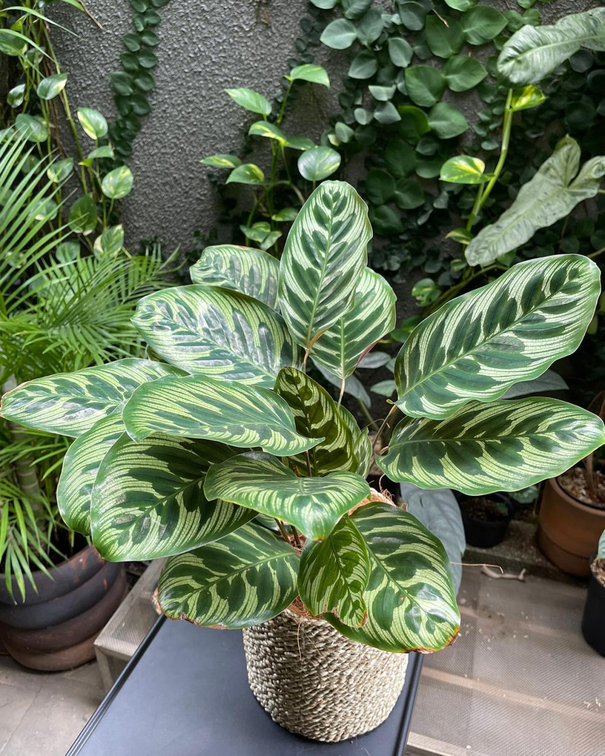 How To Care For A Calathea Plant Indoors Plantcarefully