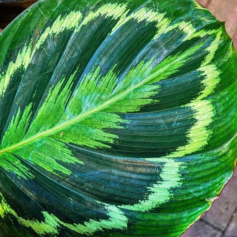 How To Care For A Calathea Plant Indoors Plantcarefully