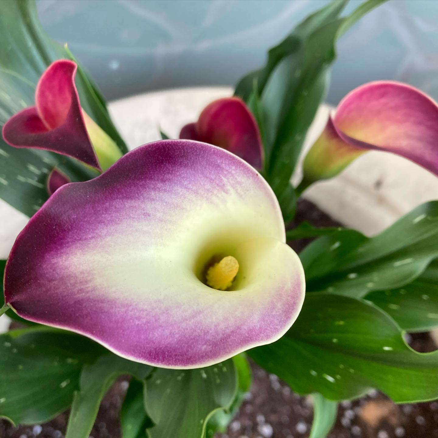 Calla Lily Growing Indoors Care Tips Plantcarefully