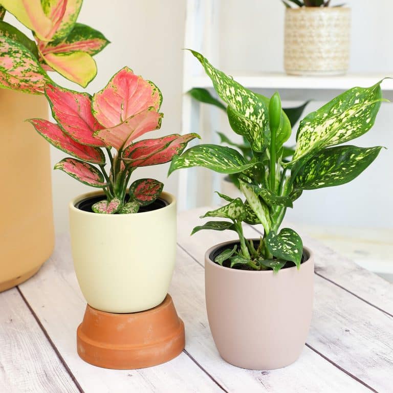 Chinese Evergreen: Plant Care and Growing Tips | Plantcarefully