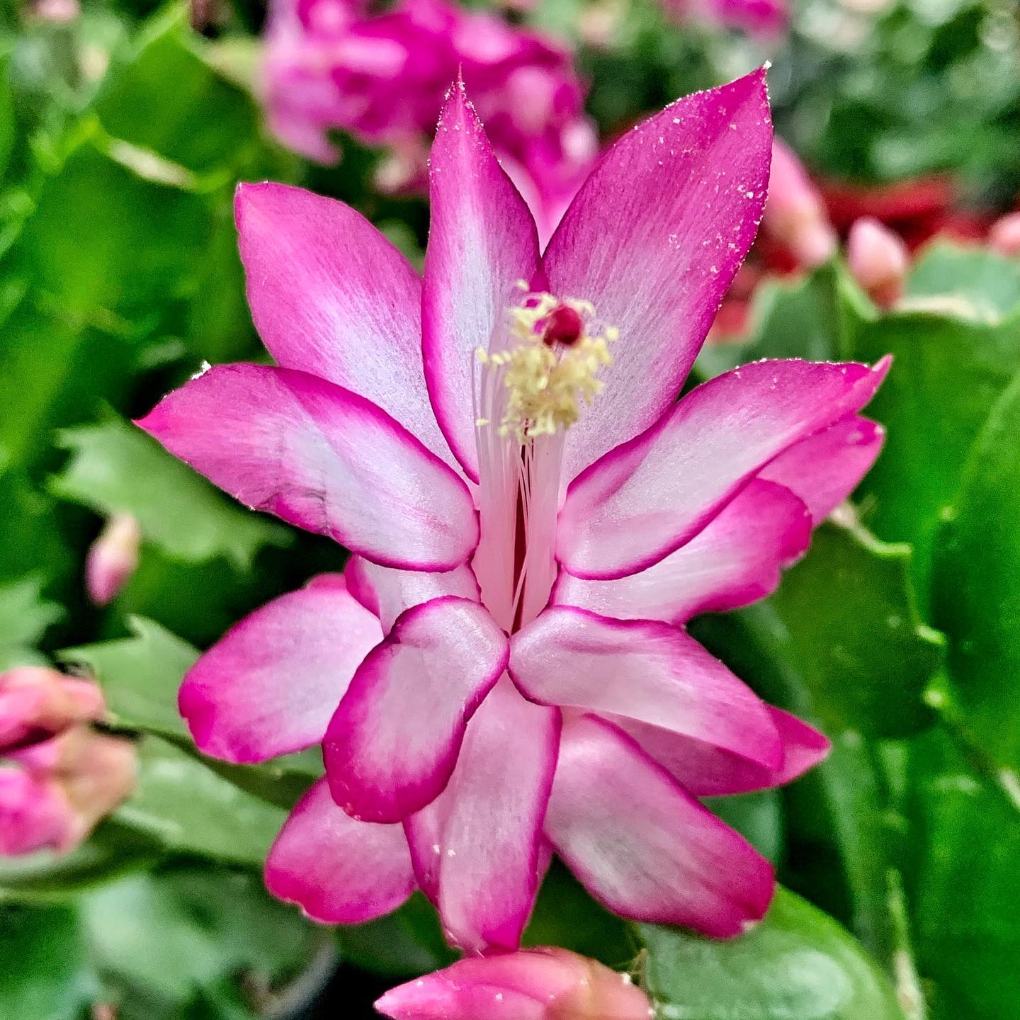 Christmas Cactus Care and Growing Guide | Plantcarefully