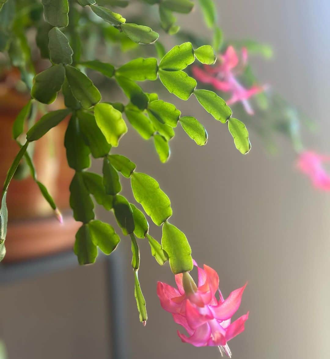 Christmas Cactus Care and Growing Guide  Plantcarefully