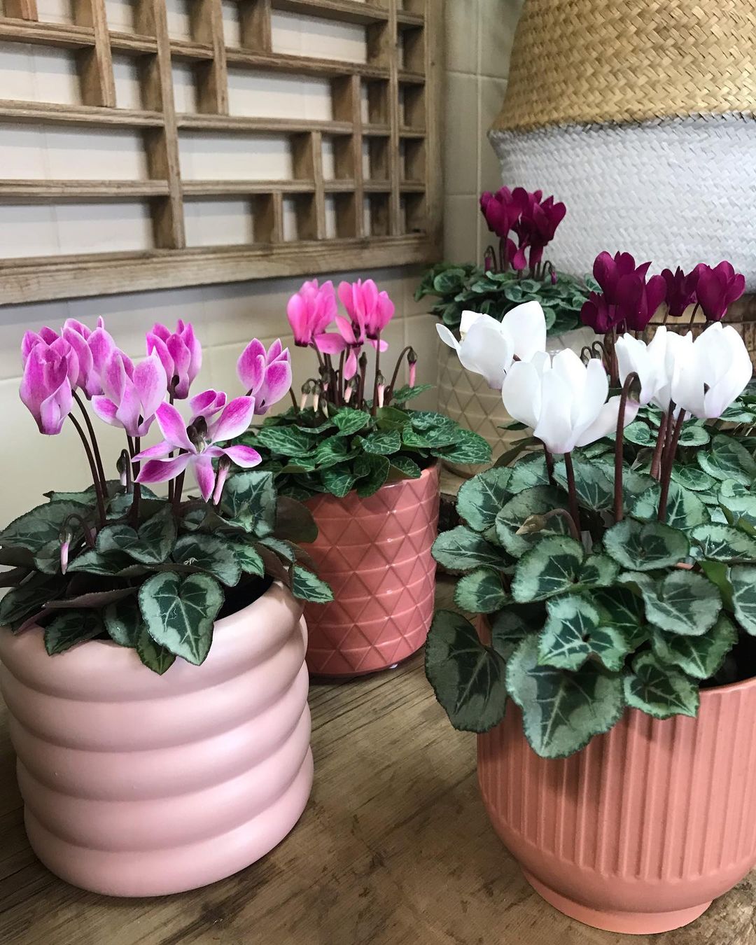 Cyclamen Care And Growing Guide Plantcarefully