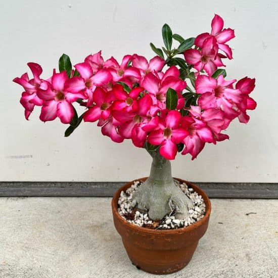 Desert Rose Plant Care and Growing Guide | Plantcarefully