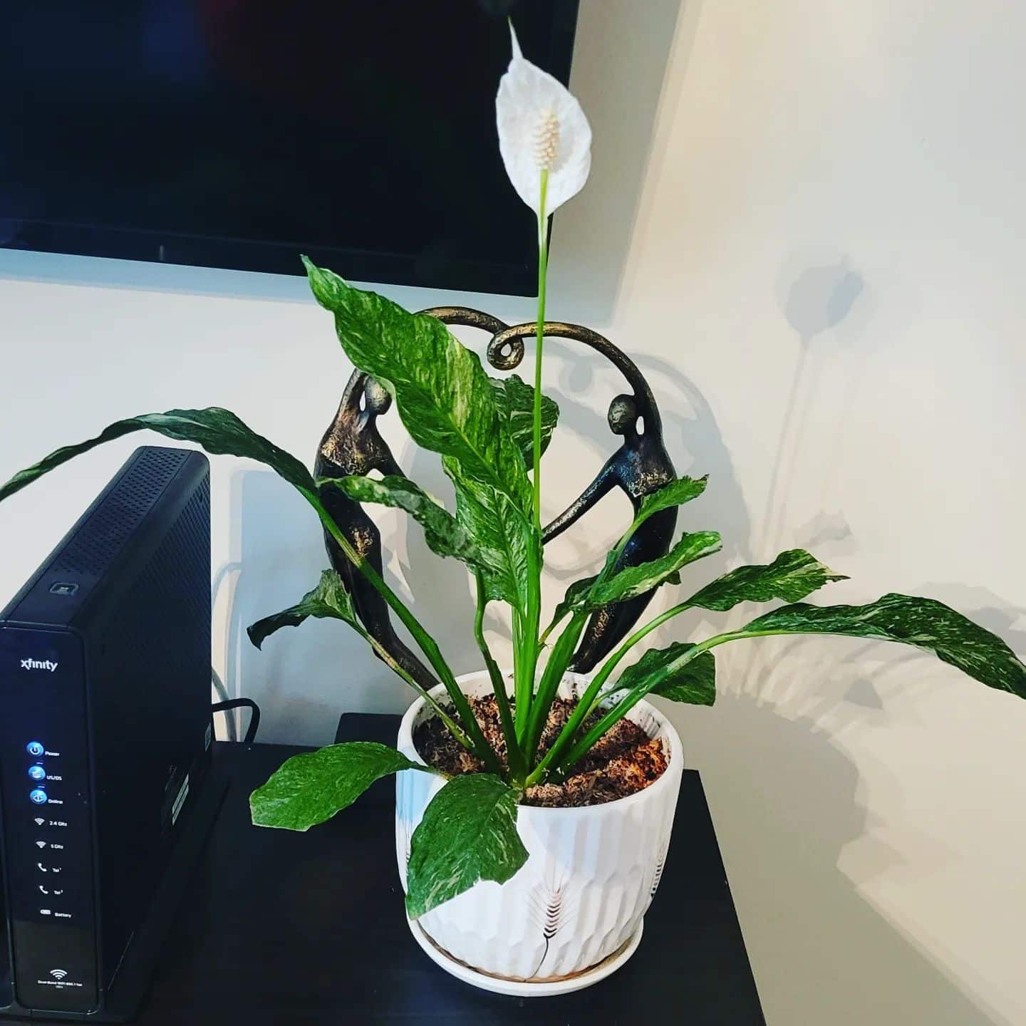 Domino Peace Lily Care and Growing Guide | Plantcarefully