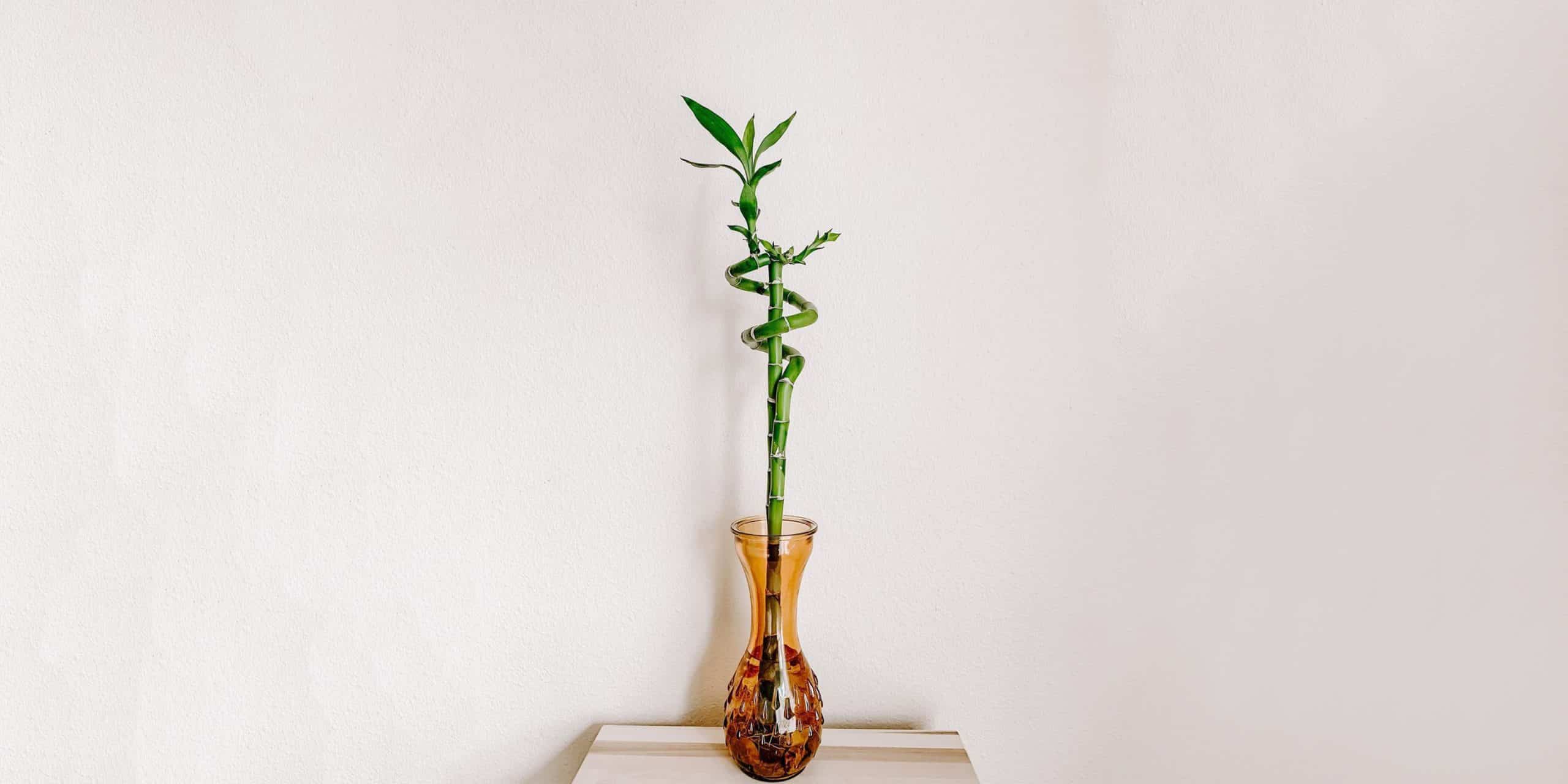 The Complete Lucky Bamboo Plant Care Guide: Water, Light & Beyond