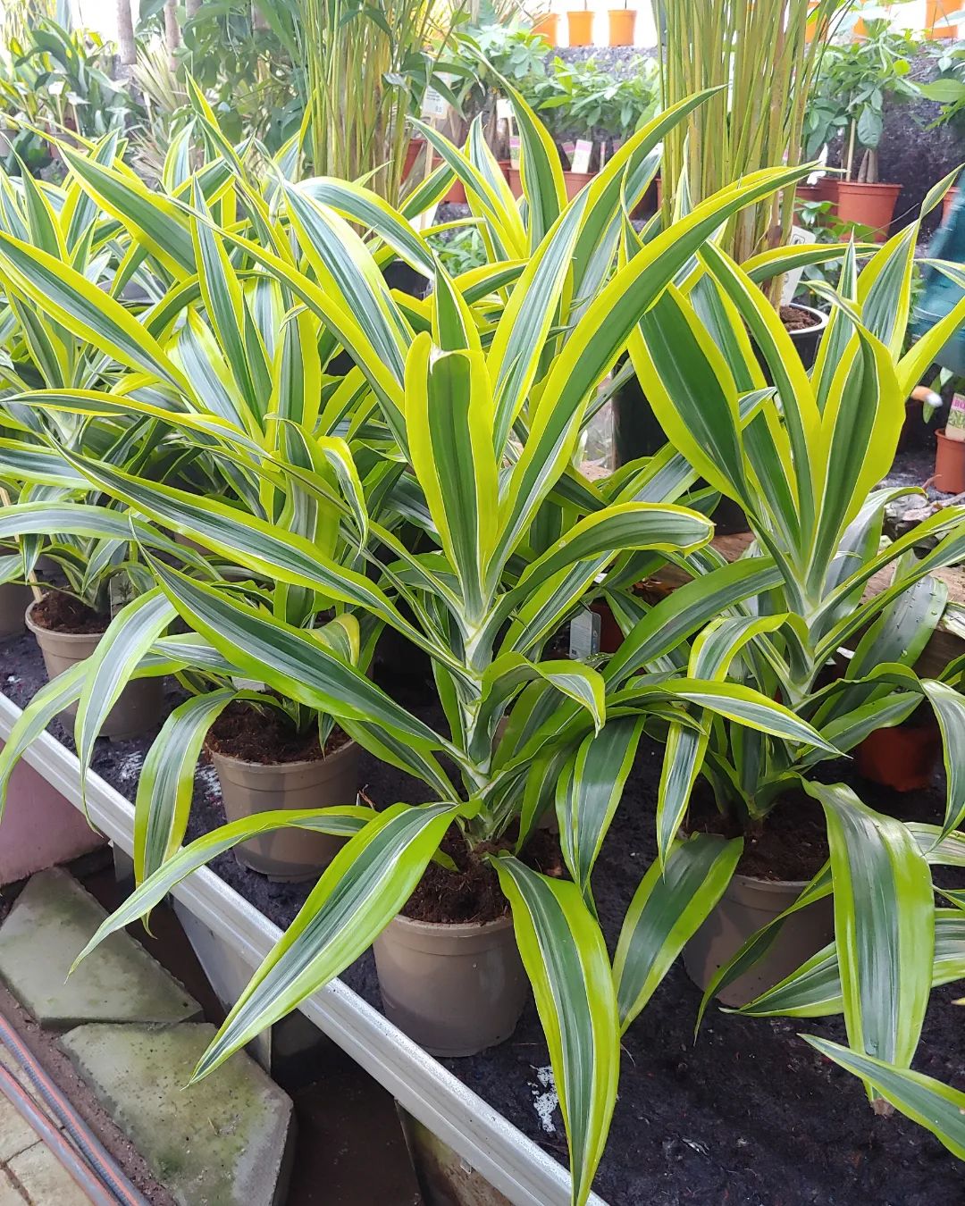 Corn Plant (Dracaena Fragrans): Growing and Care Guide | Plantcarefully