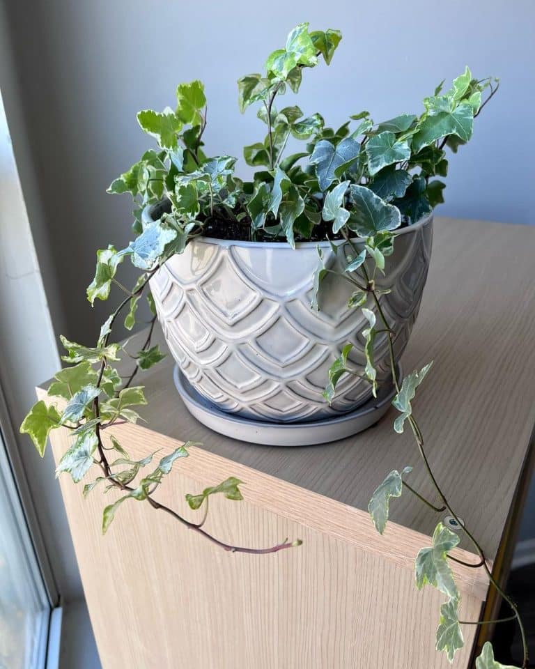 English Ivy: Plant Care and How to Grow | Plantcarefully