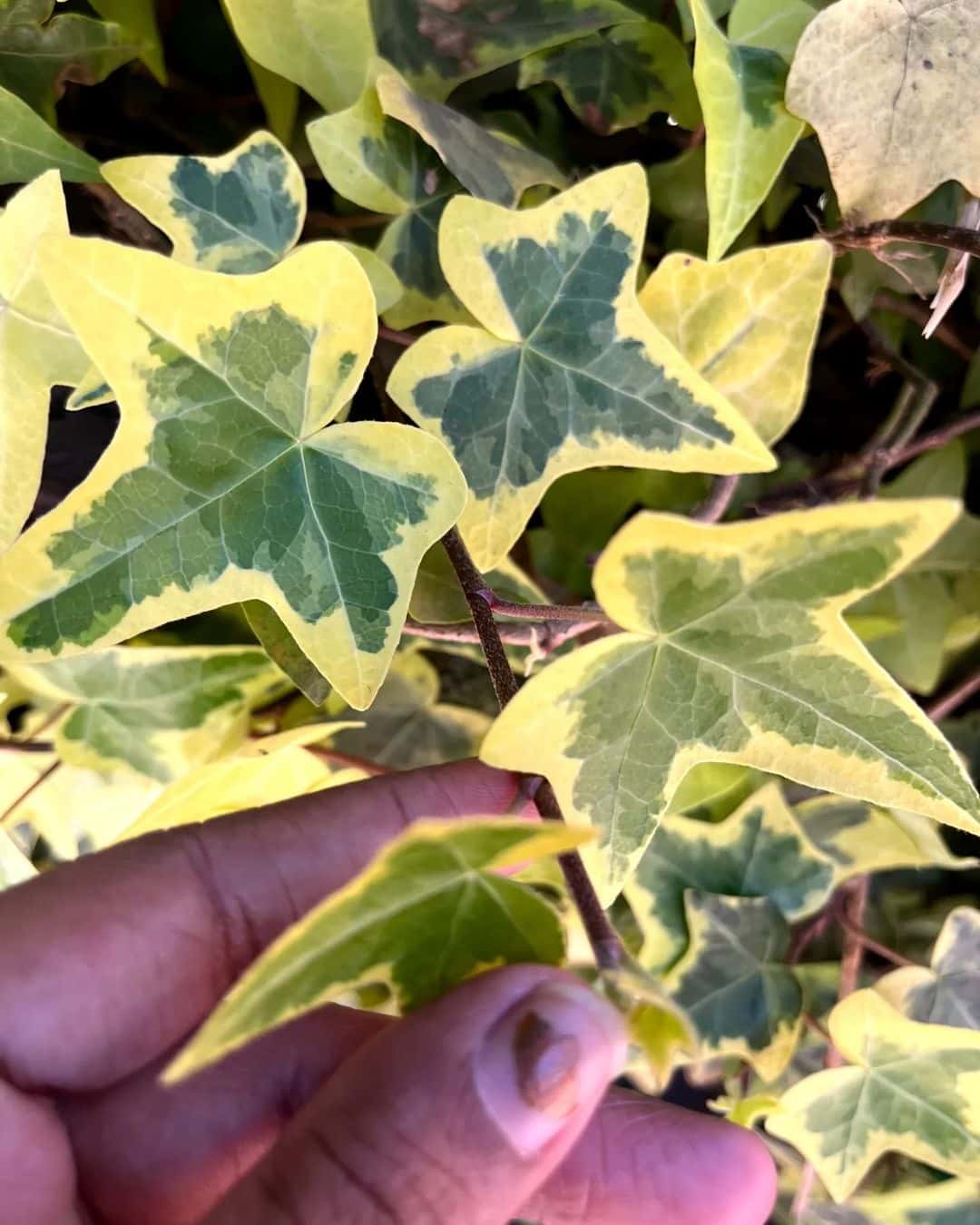 English Ivy Plant Care and How to Grow Plantcarefully