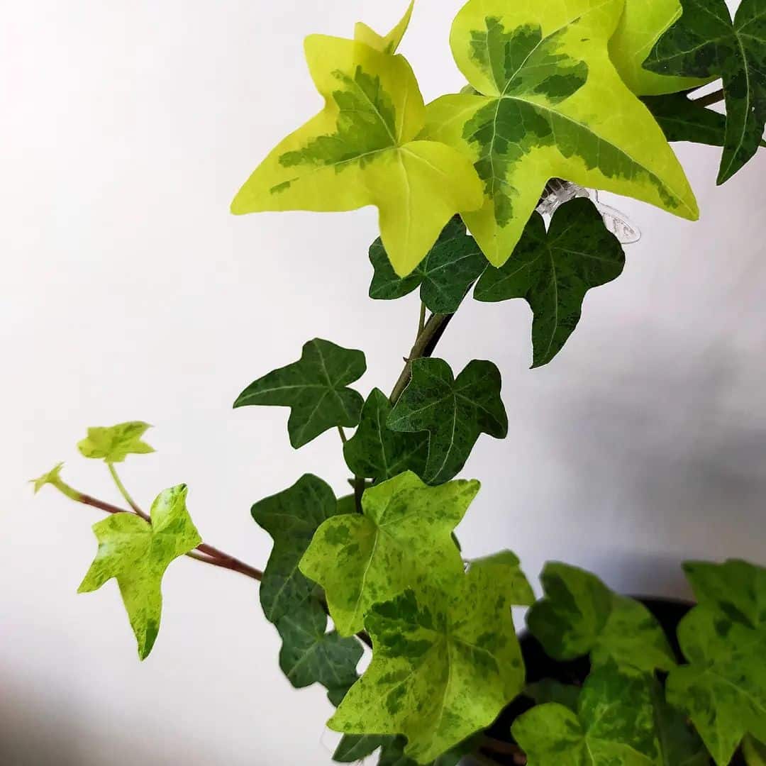 English Ivy Plant Care And How To Grow Plantcarefully