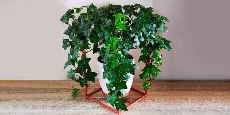 English Ivy Care Plant - How to Grow English Ivy