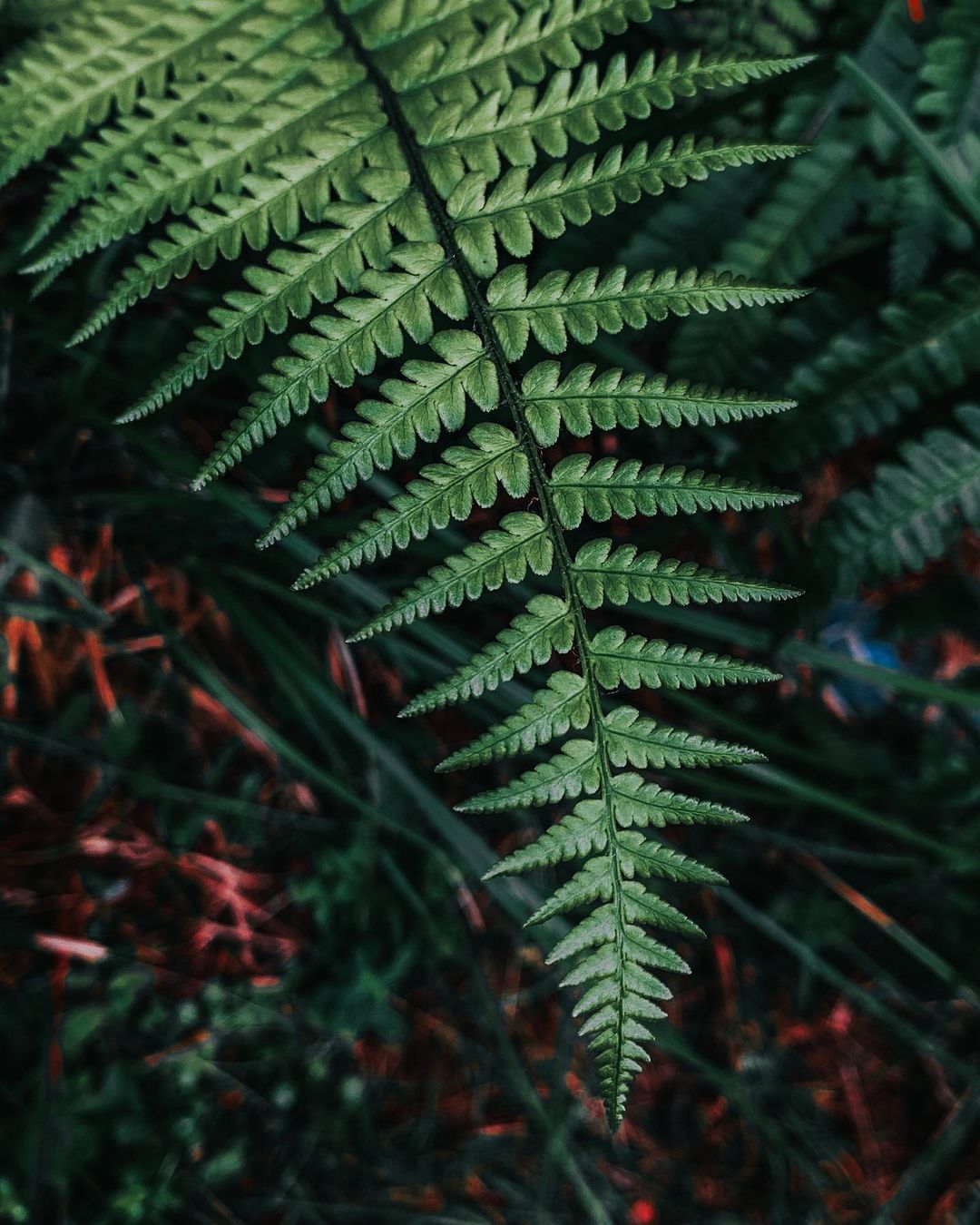 Ferns Care: Growing Ferns Indoors | Plantcarefully