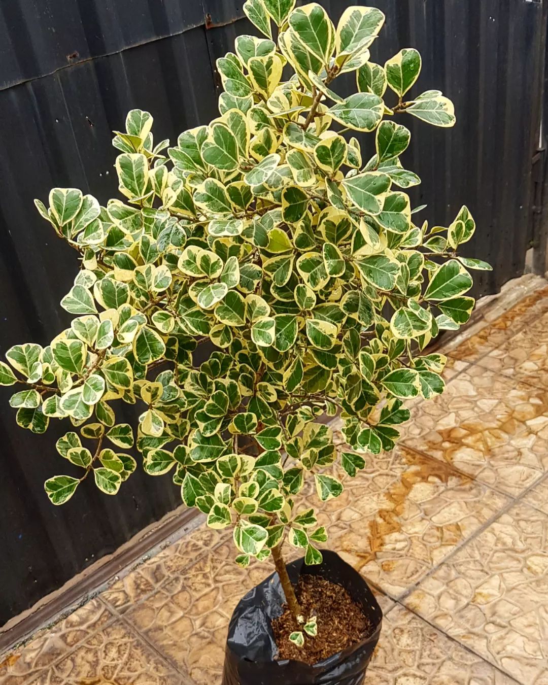 Ficus Triangularis Care And Growing Guide Plantcarefully