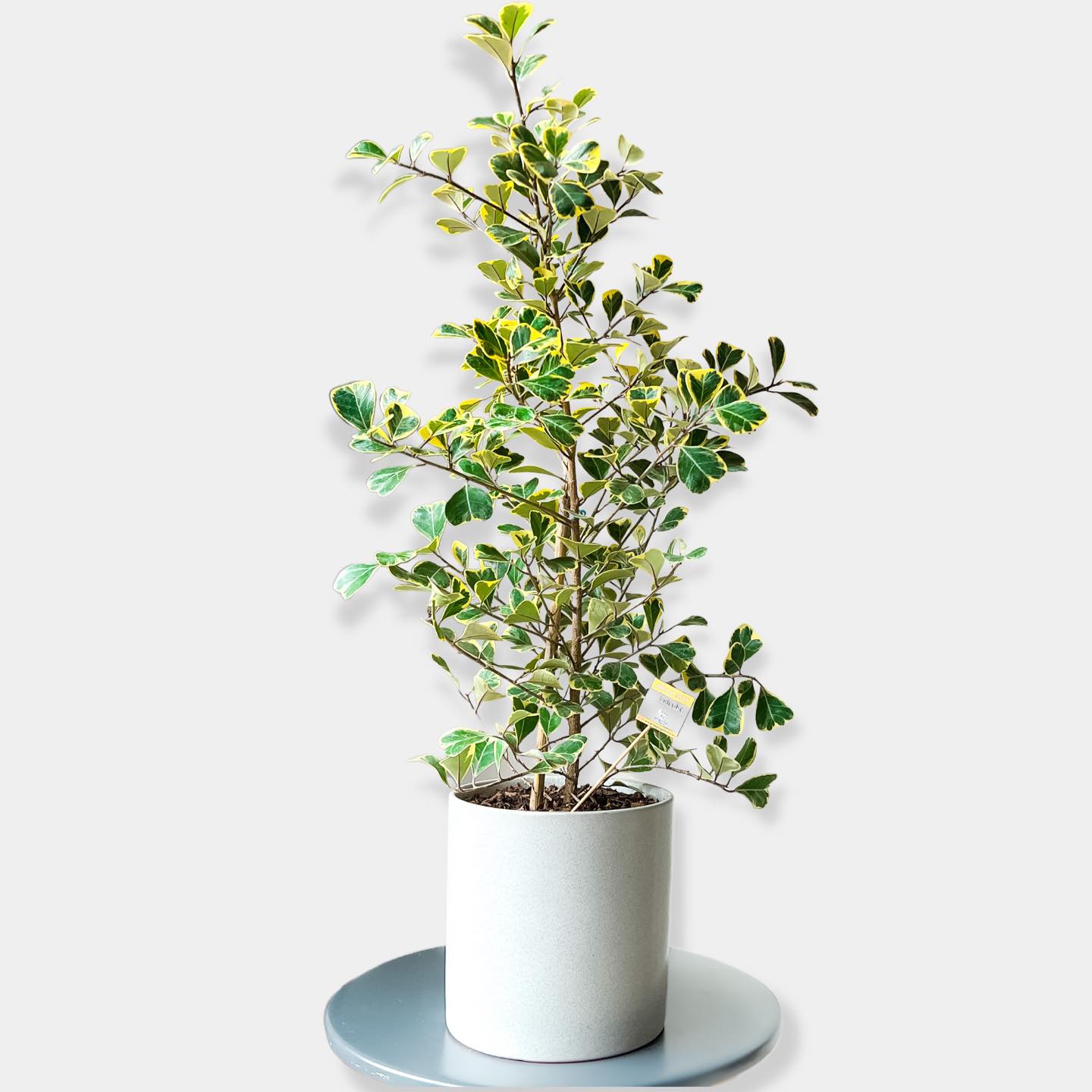 Ficus Triangularis Care And Growing Guide Plantcarefully