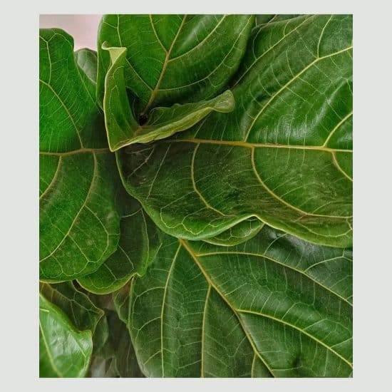 Fiddle Leaf Fig: Complete Indoor Care Guide | Plantcarefully